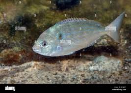 Image result for Stenotomus chrysops