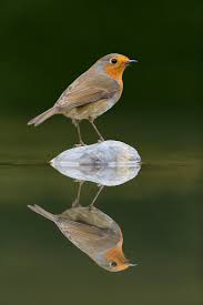 Attēlu rezultāti vaicājumam “Erithacus rubecula”