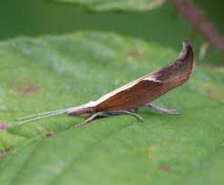 Attēlu rezultāti vaicājumam “Ypsolophidae”