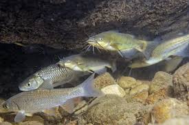 Image result for Ameiurus melas