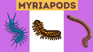Attēlu rezultāti vaicājumam “Myriapoda”
