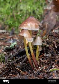 Attēlu rezultāti vaicājumam “Mycena epipterygia”