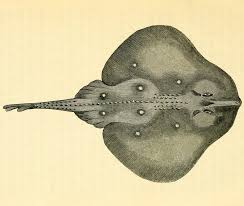 Image result for Raja radula