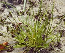 Attēlu rezultāti vaicājumam “Cyperus fuscus fruit”