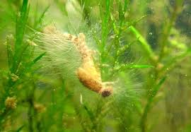 Attēlu rezultāti vaicājumam “Pylaisia polyantha sporophyte”