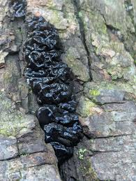 Attēlu rezultāti vaicājumam “Exidia glandulosa”