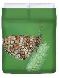 Attēlu rezultāti vaicājumam “Mellicta athalia”