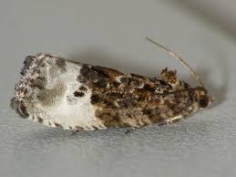 Attēlu rezultāti vaicājumam “Hedya nubiferana”