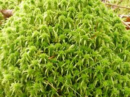 Attēlu rezultāti vaicājumam “Sphagnum girgensohnii”