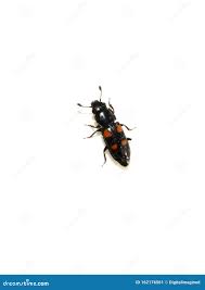 Attēlu rezultāti vaicājumam “Glischrochilus quadripunctatus”