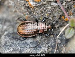 Attēlu rezultāti vaicājumam “Carabus granulatus”