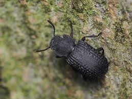Attēlu rezultāti vaicājumam “Bolitophagus reticulatus imago”
