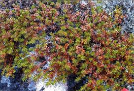 Attēlu rezultāti vaicājumam “Empetraceae”