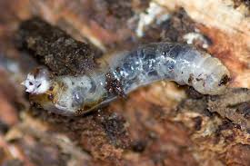 Attēlu rezultāti vaicājumam “Tipulidae larva”