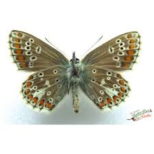 Attēlu rezultāti vaicājumam “Aricia artaxerxes”