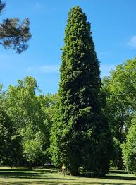 Attēlu rezultāti vaicājumam “Quercus robur Fastigiata”