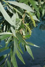 Attēlu rezultāti vaicājumam “Salix alba var. alba”
