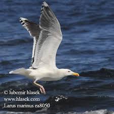 Attēlu rezultāti vaicājumam “Larus marinus”
