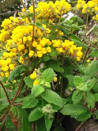 Image result for Calceolaria integrifolia