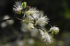 Attēlu rezultāti vaicājumam “Salix aurita flower”
