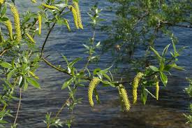 Attēlu rezultāti vaicājumam “Salix alba”