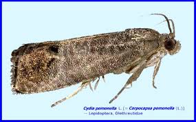 Attēlu rezultāti vaicājumam “Cydia pomonella”