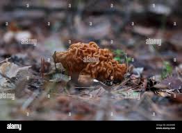 Attēlu rezultāti vaicājumam “Gyromitra gigas”