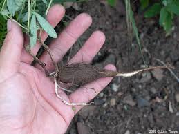 Attēlu rezultāti vaicājumam “Lathyrus tuberosus bud”