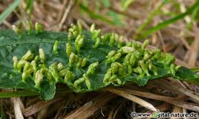 Attēlu rezultāti vaicājumam “Eriophyes padi”