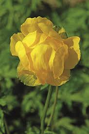 Attēlu rezultāti vaicājumam “Trollius europaeus”