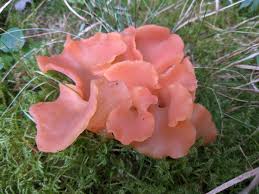 Attēlu rezultāti vaicājumam “Tremiscus helvelloides”