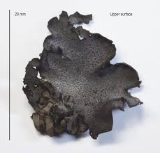 Attēlu rezultāti vaicājumam “Dermatocarpon miniatum”