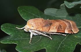 Attēlu rezultāti vaicājumam “Noctua fimbriata imago”