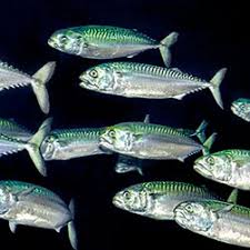 Image result for Scomber scombrus