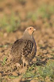 Attēlu rezultāti vaicājumam “Perdix perdix adult”