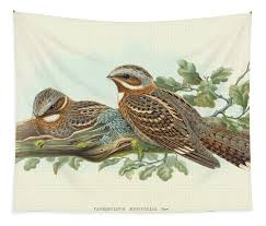 Image result for Caprimulgus ruficollis