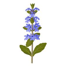 Attēlu rezultāti vaicājumam “Ajuga reptans flower”