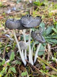 Attēlu rezultāti vaicājumam “Coprinus lagopus”
