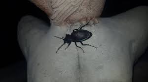 Attēlu rezultāti vaicājumam “Xanthogramma sp. male”