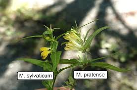 Attēlu rezultāti vaicājumam “Melampyrum sylvaticum”