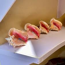 Image result for Aliger gigas