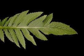 Attēlu rezultāti vaicājumam “Serratula tinctoria leaf”