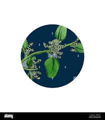 Attēlu rezultāti vaicājumam “Chenopodium polyspermum var. acutifolium”