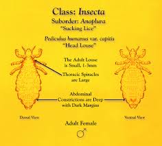 Attēlu rezultāti vaicājumam “Pediculus humanus capitis”