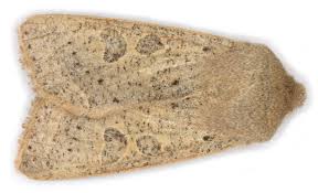 Attēlu rezultāti vaicājumam “Orthosia gracilis”