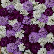 Image result for Iberis umbellata