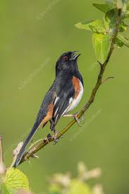 Image result for Pipilo erythrophthalmus