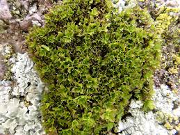 Attēlu rezultāti vaicājumam “Heterotrichia oerstedii (syn. Arcyria oerstedii) sessile”