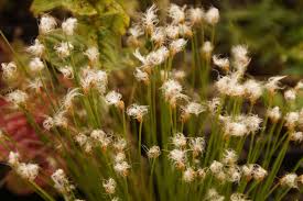 Attēlu rezultāti vaicājumam “Trichophorum alpinum”