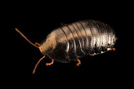 Attēlu rezultāti vaicājumam “Comatricha pulchella macro”